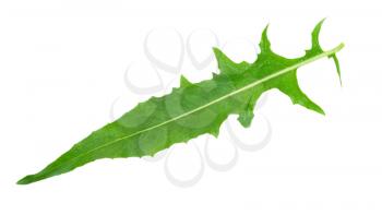 Herbal medicine:dandelion leaf