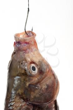 Royalty Free Photo of a Fish With a Hook in its Mouth