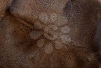 Royalty Free Photo of a Close-up of a Fur