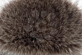 Royalty Free Photo of the Fur of a Racoon