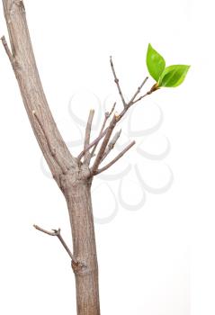 Royalty Free Photo of a Tree Branch With Leaves