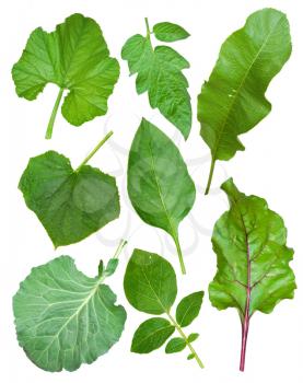 Set of leaf vegetables