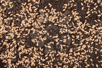 Wheat grain on the soil