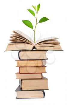 Green sprout growing from open book