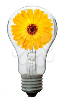 Calendula flower in lamp