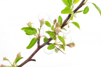 Branch apple tree with spring buds isolated on white 