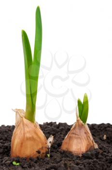 Sprouting garlic in soil