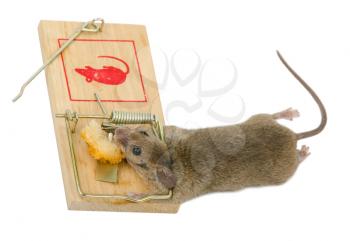 The mouse in a mousetrap