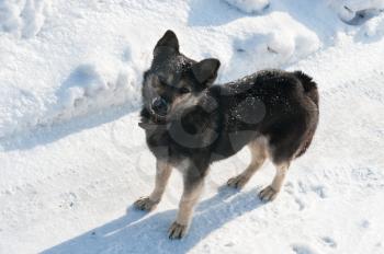 Puppy dog in snow winter