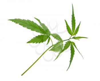 A young new growing cannabis (marijuana) plants