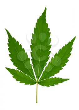 Cannabis leaf 
