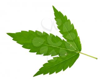 Cannabis leaf