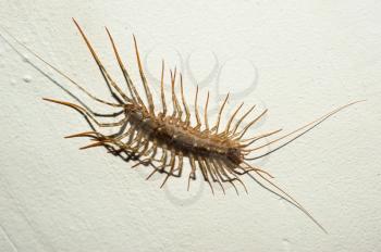 House centipede (Scutigera coleoptrata)