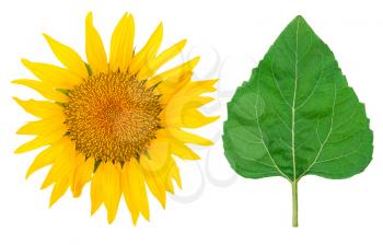 Sunflower and green leaf