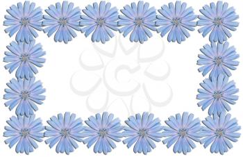 Frame from chicory flowers