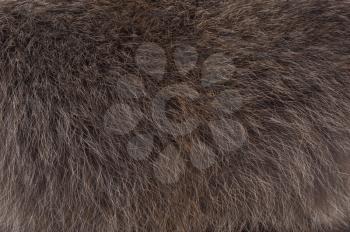 Background of raccoon fur