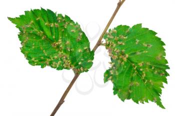 Lime nail gall - Eriophyes tiliae