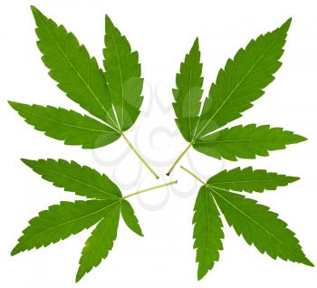 Cannabis leafs