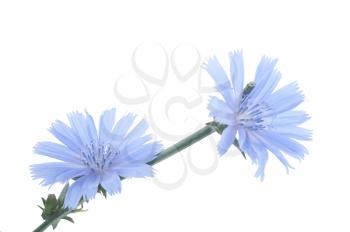 Chicory flowers