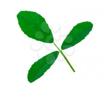 Medicinal plant: Melilotus officinalis (Yellow Sweet Clower)herb. Leaf