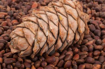 Cedar cone and nuts
