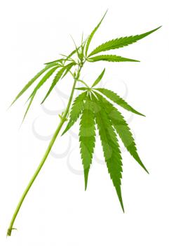 A young new growing cannabis (marijuana) plants