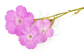 Pink carnation (Dianthus carthusianorum) flower