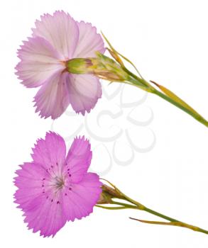 Pink carnation (Dianthus carthusianorum) flower