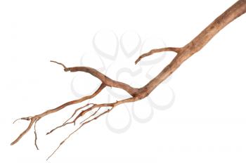 Roots tree