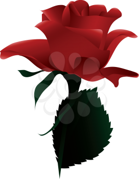 Blooming Red Flower Rose