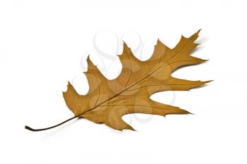 Autumn. Beautiful maple leaf over white