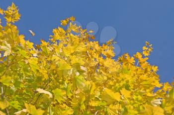 Autumn. Green and yellow maple leaves over blue sky