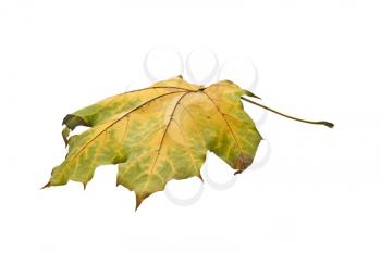Autumn. Isolated maple leaf over white