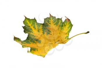 Autumn. maple leaf isolated over white