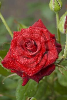 Beautiful rose with water drops in the garden