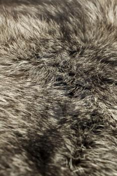 Black Polar Fox fur. Useful as background (Shallow DOF)