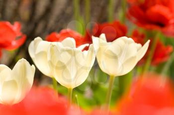 Spring flowers. Close-up of three white Tulips 