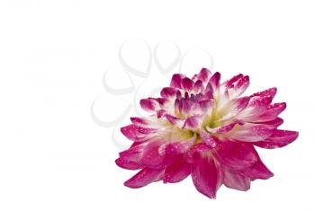Close-up of wet dahlia (georgina) with water droplets