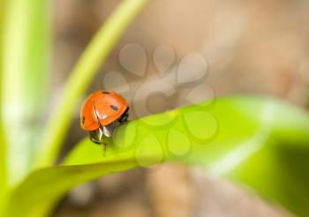 Spring is coming. Closeup of ladybird on grass