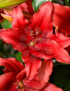 Close-up of red Lily from Keukenhof park. Beautiful Flowers