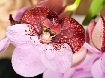 Close-up of cymbidium or orchid flower in Keukenhof park, Holland