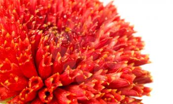 flower bud of red dahlia. Extreme close-up over white