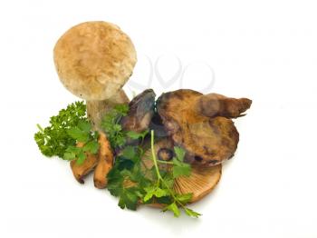 Group of mushrooms and green parsley over white
