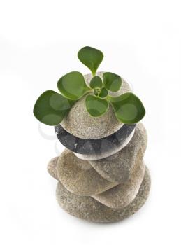 Life - balanced stone tower with green plant on the top over white