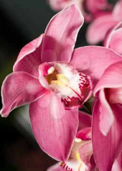 Pink Cymbidium or orchid flower bud in Keukenhof park