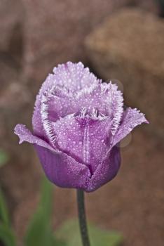 Stock photo: Beautiful tulip with droplets of water