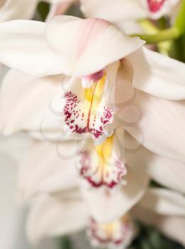 White Cymbidium or orchid flower bud in Keukenhof park