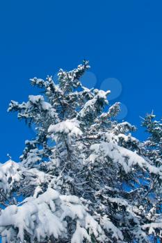 Winter - snowy firtree and blue sky
