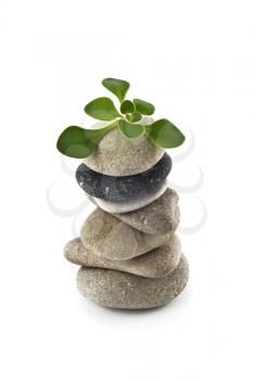 Birth of Life - balanced stone tower with plant on the top over white