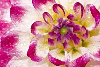 Close-up of wet Pink dahlia (georgina) with water droplets